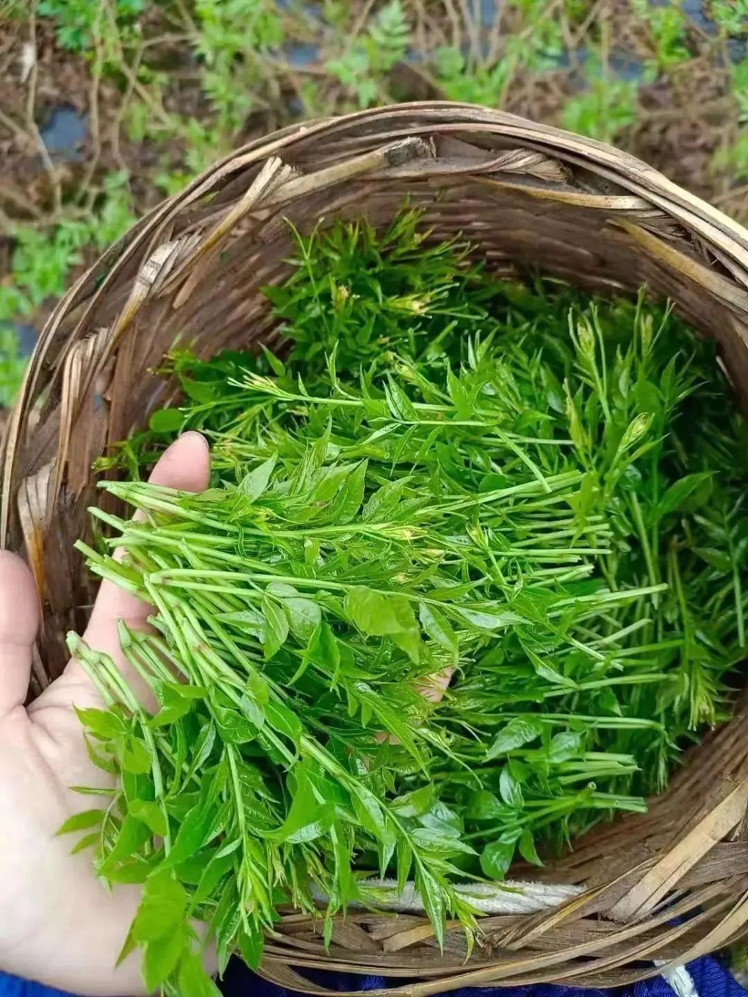 哺乳期可以吃富硒莓茶（哺乳期可以吃补硒的药吗）-硒宝网