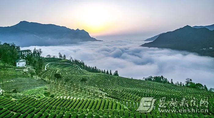 四川恩施富硒藤茶批发(湖北恩施富硒藤茶有限公司)-硒宝网