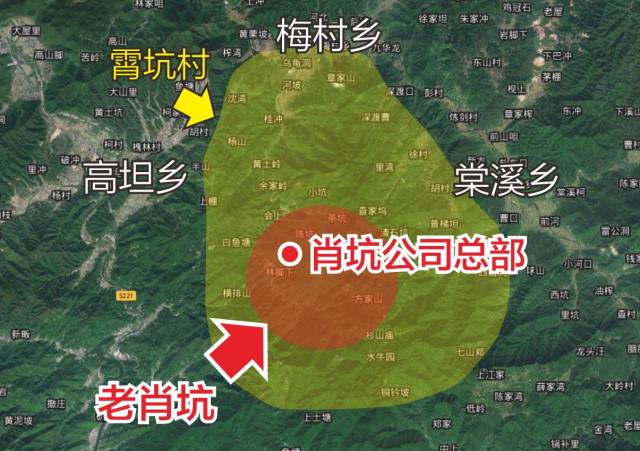 霄坑富硒茶大叶马兰枝(霄坑富硒野生茶)-硒宝网