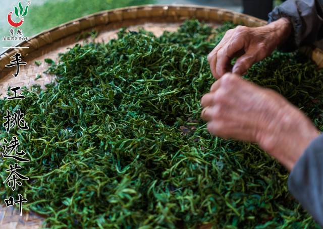 霄坑富硒茶大叶马兰枝(霄坑富硒野生茶)-硒宝网