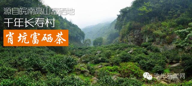 霄坑富硒茶大叶马兰枝(霄坑富硒野生茶)-硒宝网