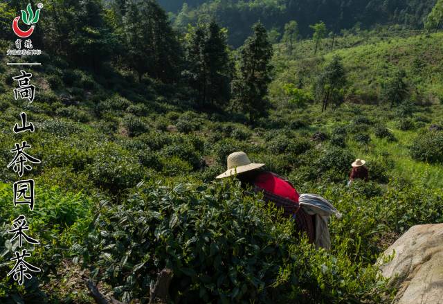 霄坑富硒茶大叶马兰枝(霄坑富硒野生茶)-硒宝网