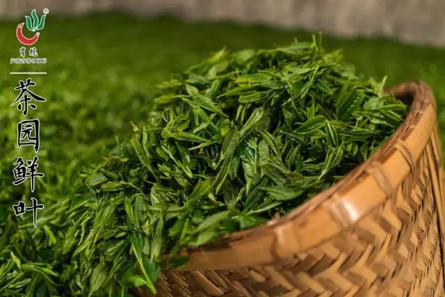 霄坑富硒茶大叶马兰枝(霄坑富硒野生茶)-硒宝网