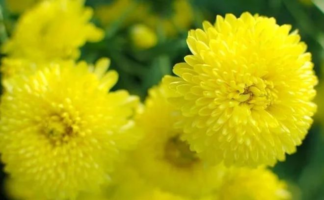 富硒皇菊茶产在哪里的（哪种菊花茶富含硒）-硒宝网