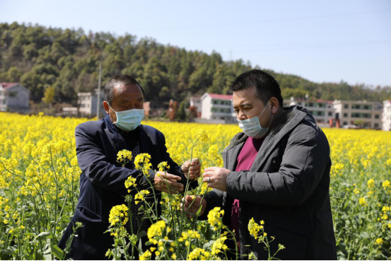 富硒皇菊茶产在哪里的（富硒菊花的功效和作用）-硒宝网