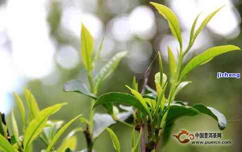 富硒古树生普洱茶价格（云南富硒古树茶）-硒宝网