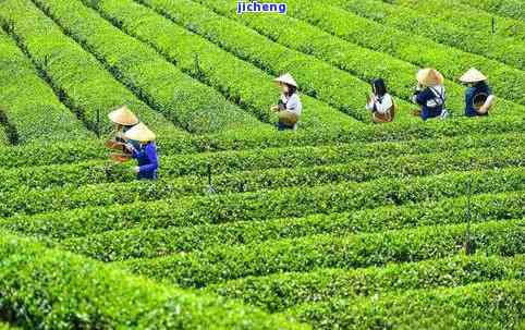 富硒古树生普洱茶价格（云南富硒古树茶）-硒宝网