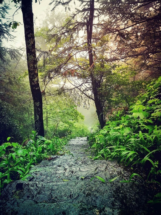 珂田仙寓山富硒茶安徽(安徽省仙寓山)-硒宝网