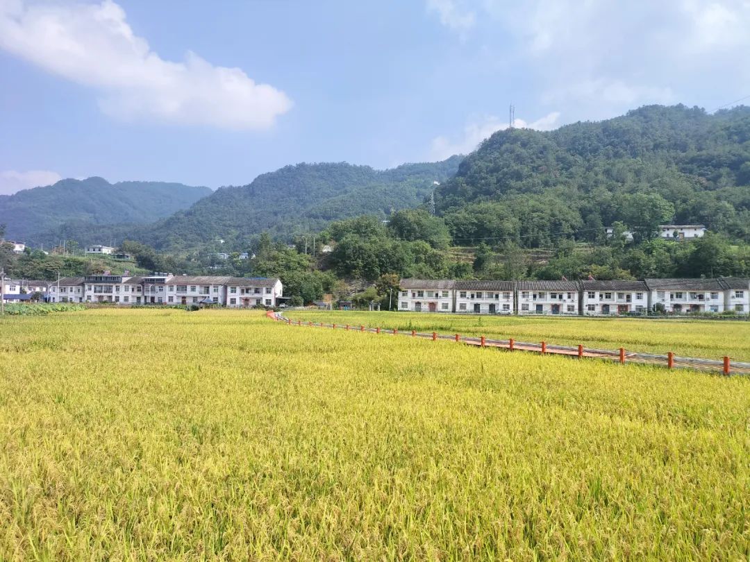 安康富硒茶百企进万家(陕西省安康市安家坪富硒茶)-硒宝网