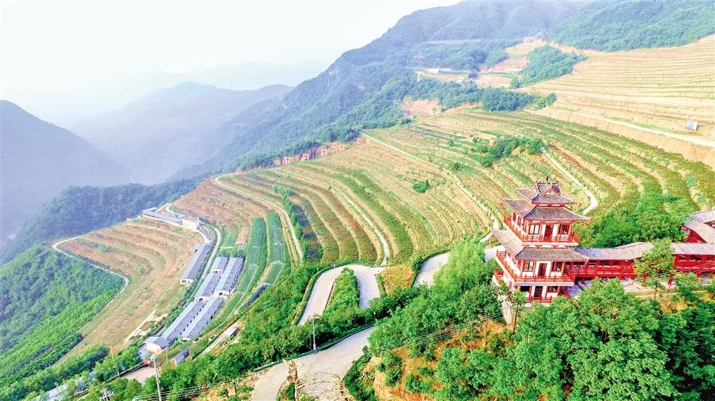 安康富硒茶百企进万家(陕西省安康市安家坪富硒茶)-硒宝网