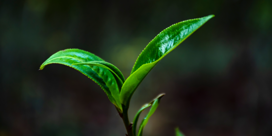 富硒茶是炒作出来的嘛(富硒茶是不是炒作)-硒宝网