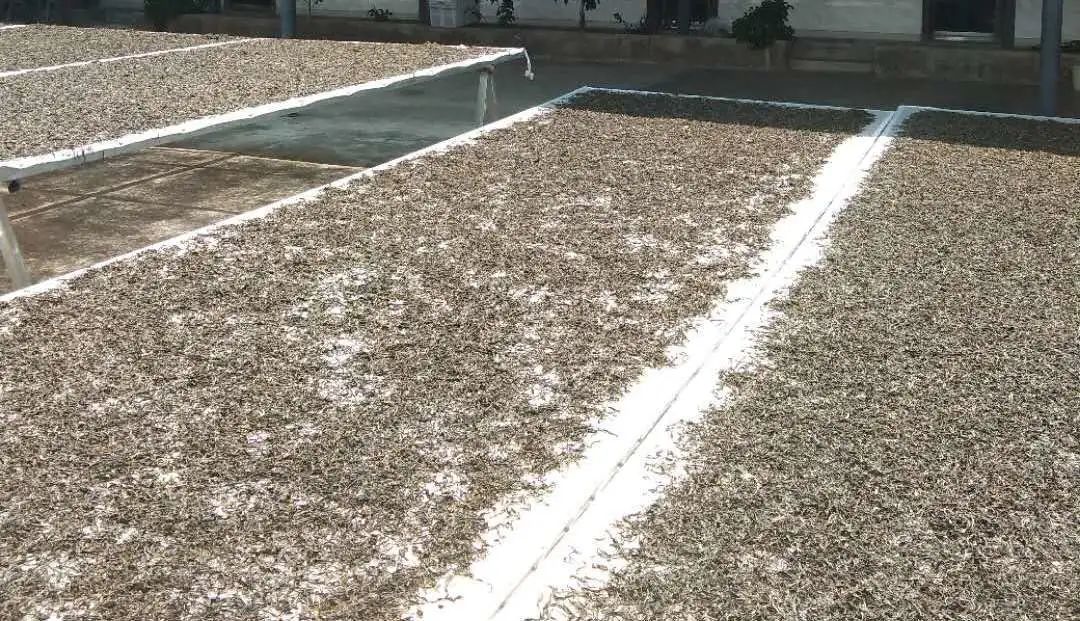 富硒茶是炒作出来的嘛(富硒茶是不是炒作)-硒宝网