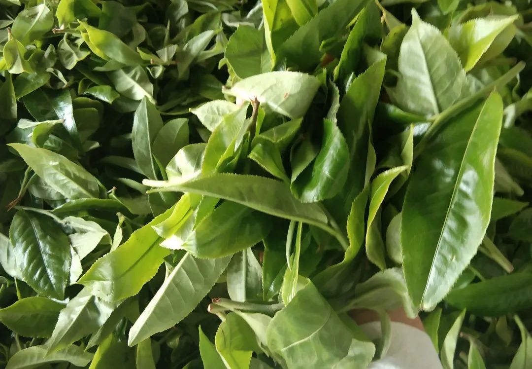 富硒茶是炒作出来的嘛(富硒茶是不是炒作)-硒宝网