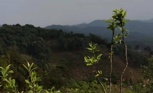 富硒茶是炒作出来的嘛(富硒茶是不是炒作)-硒宝网