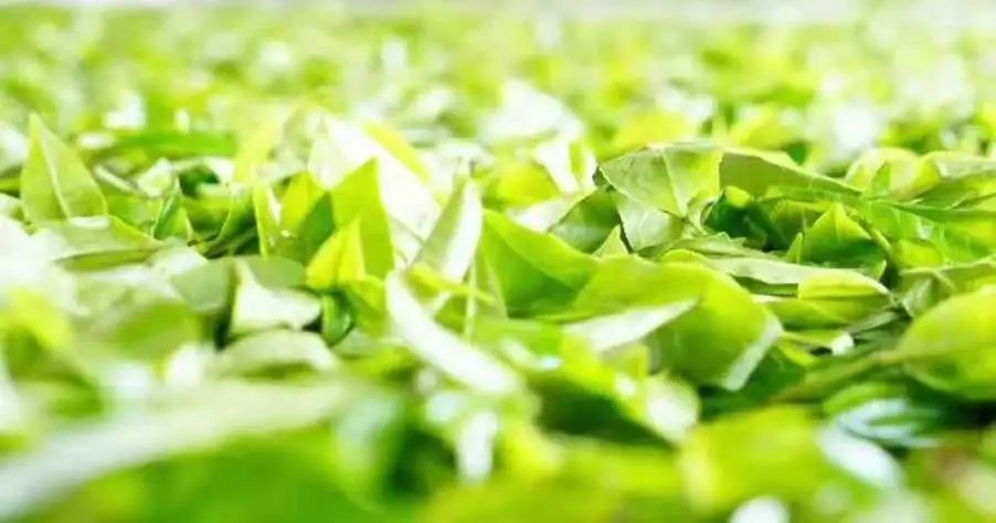 富硒茶是炒作出来的嘛(富硒茶是不是炒作)-硒宝网