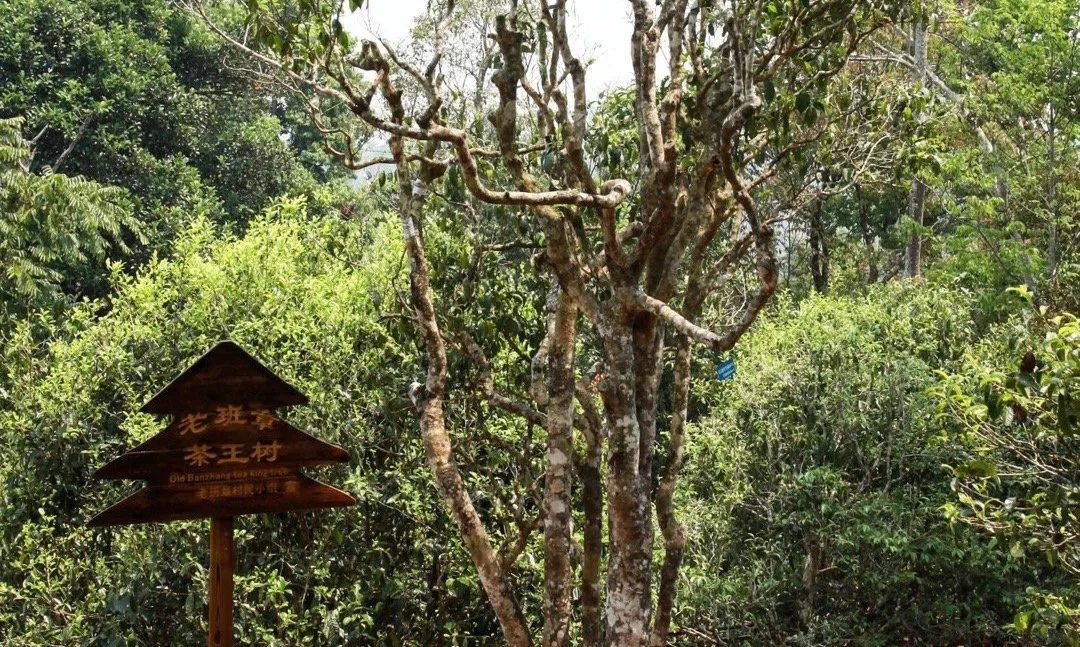 富硒茶是炒作出来的嘛(富硒茶是不是炒作)-硒宝网