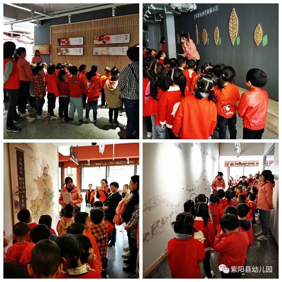 紫阳县富硒茶有哪几种(紫阳富硒茶茶树)-硒宝网