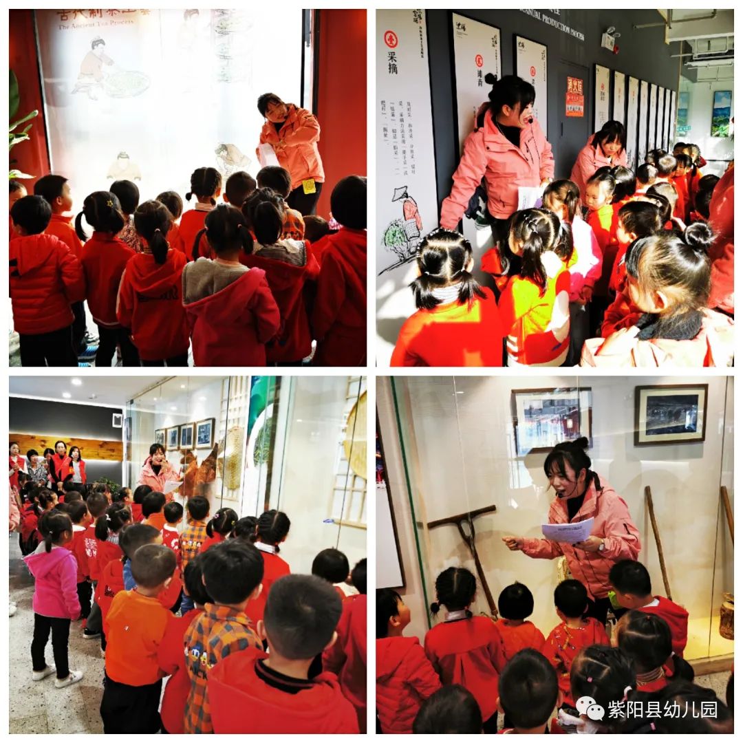 紫阳县富硒茶有哪几种(紫阳富硒茶茶树)-硒宝网