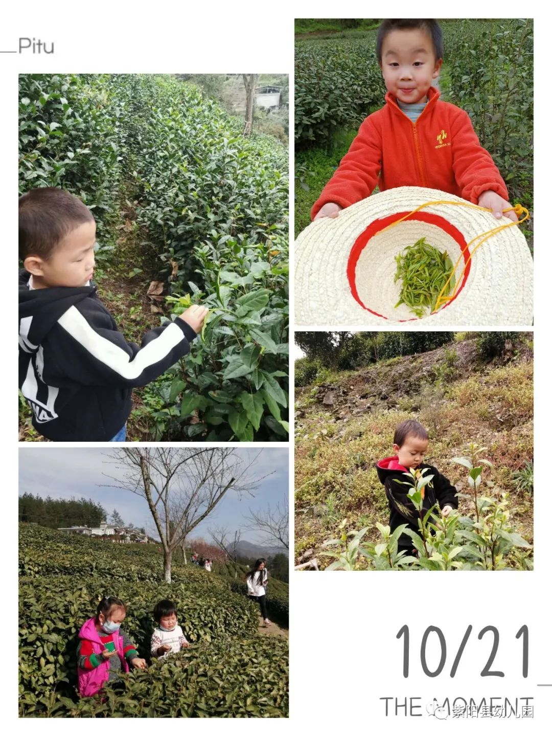 紫阳县富硒茶有哪几种(紫阳富硒茶茶树)-硒宝网