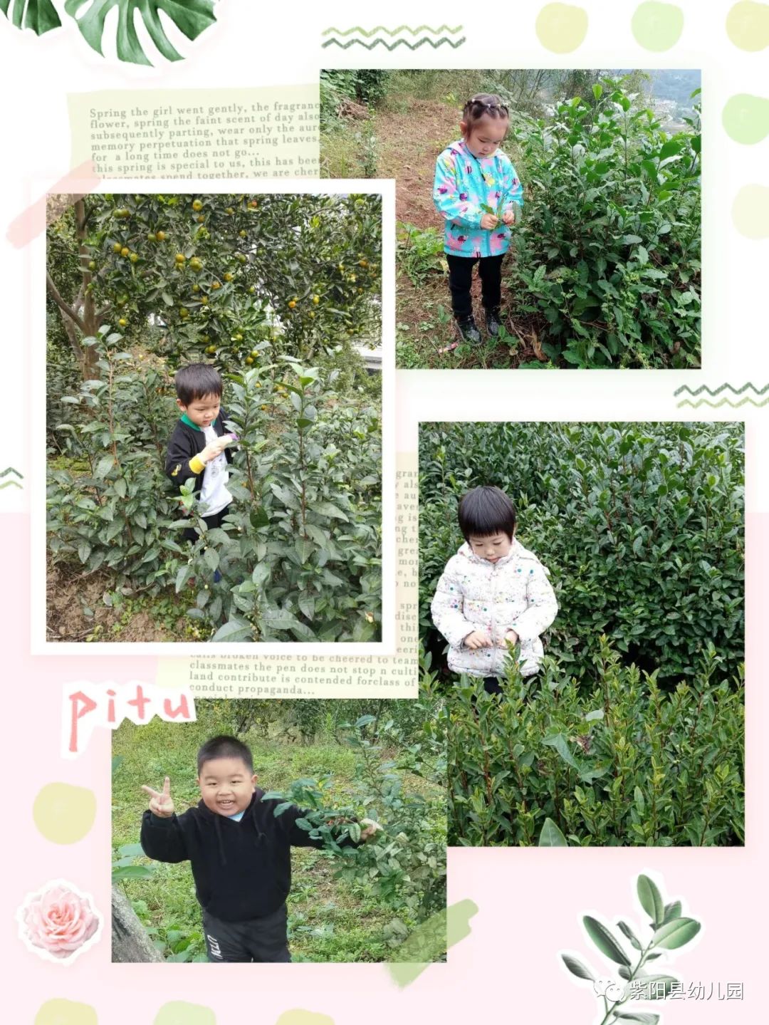 紫阳县富硒茶有哪几种(紫阳富硒茶茶树)-硒宝网