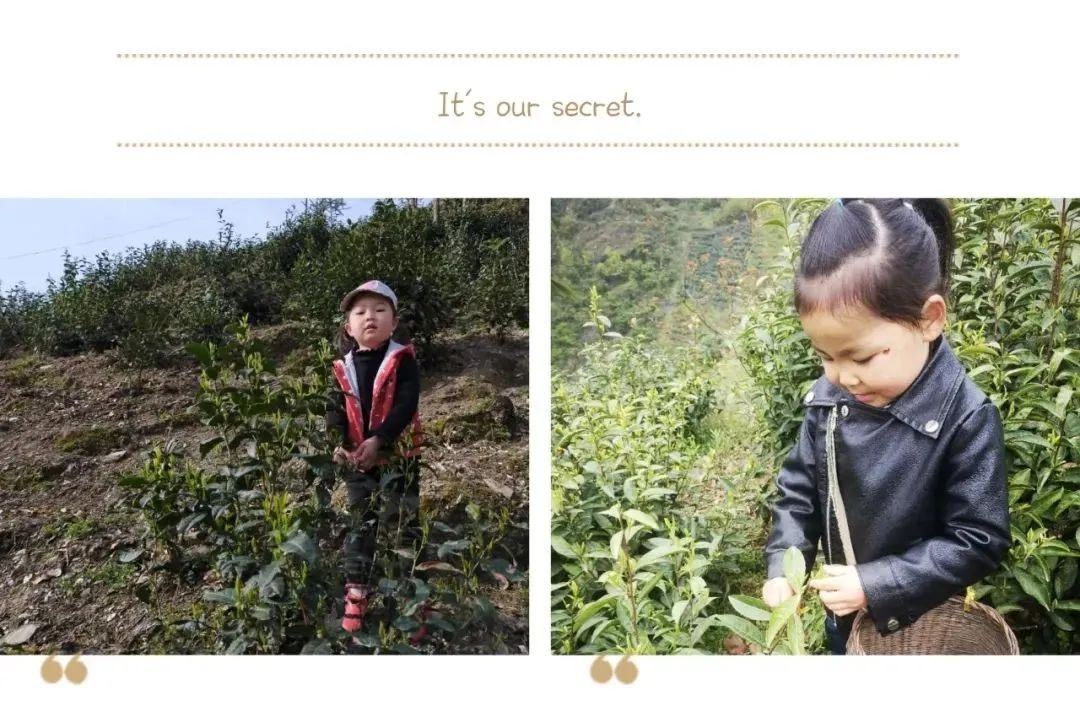 紫阳县富硒茶有哪几种(紫阳富硒茶茶树)-硒宝网