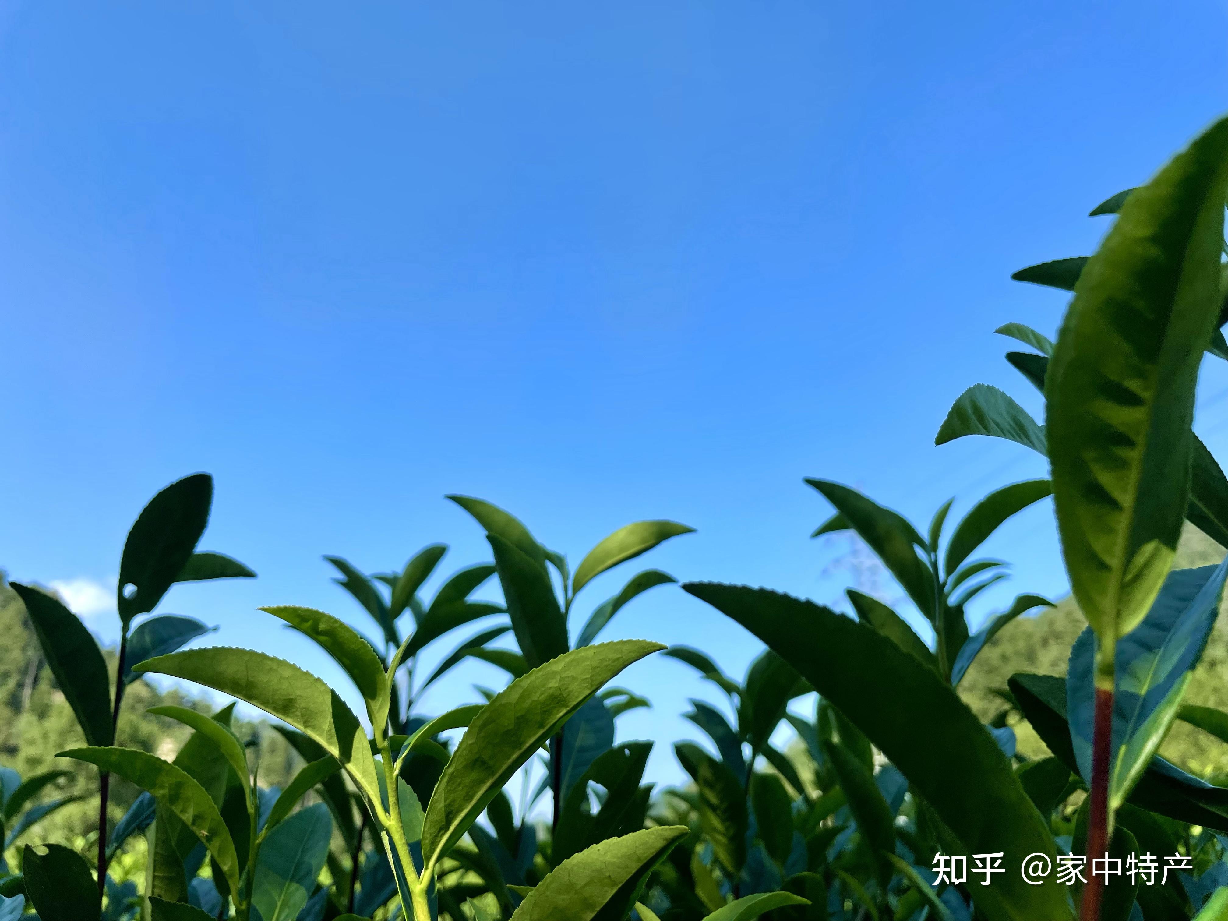 霄园春霄坑五对富硒茶(霄坑茶叶)-硒宝网