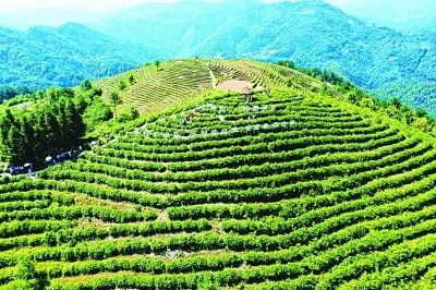 白河富硒茶多少钱一盒(紫阳富硒茶属于什么茶)-硒宝网