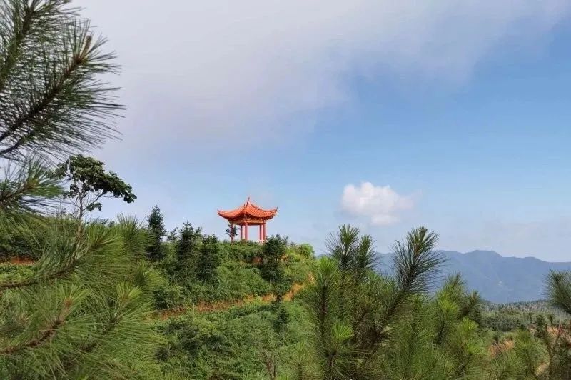 野生富硒茶多少钱一盒（野生富硒茶怎么卖）-硒宝网