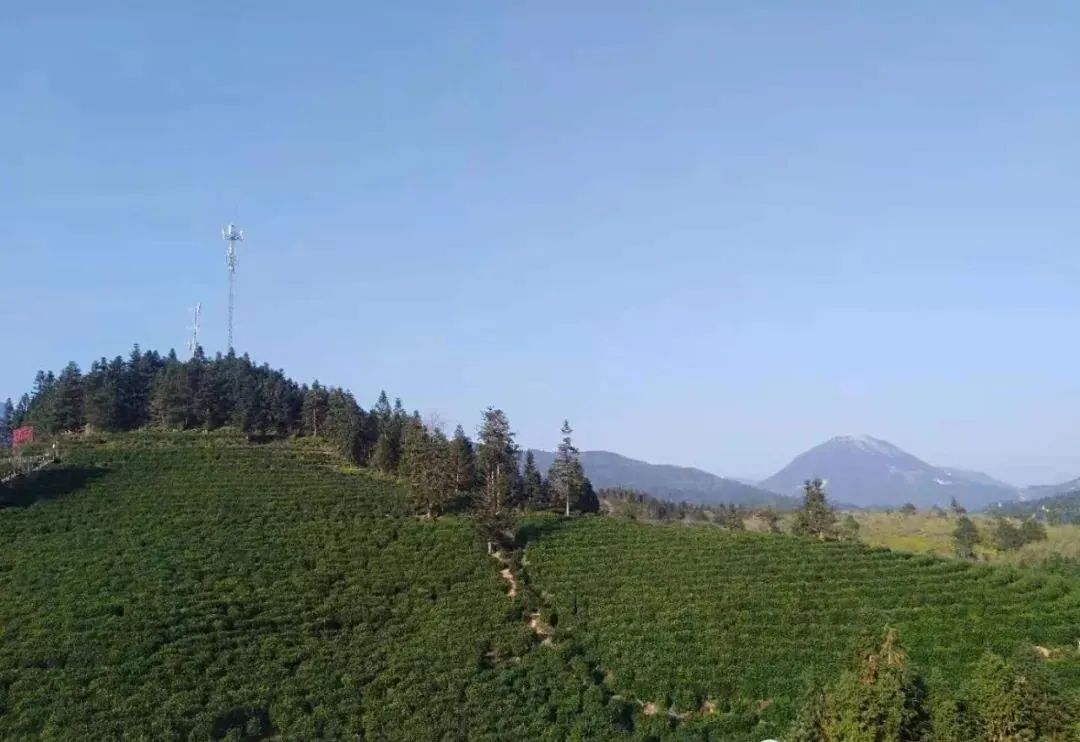 野生富硒茶多少钱一盒（野生富硒茶怎么卖）-硒宝网
