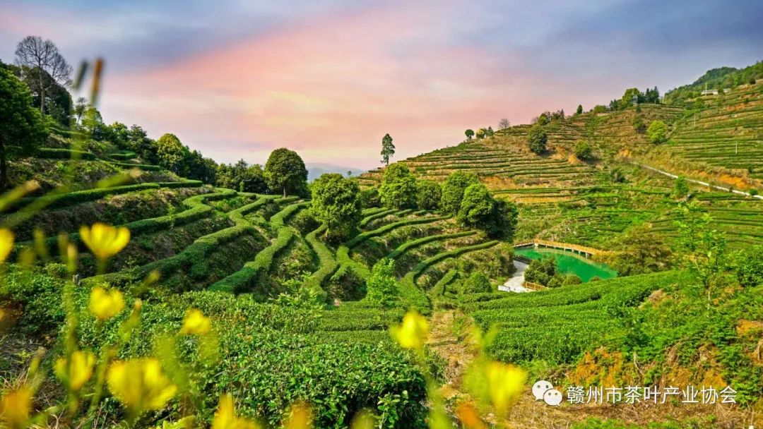 野生富硒茶多少钱一盒（野生富硒茶怎么卖）-硒宝网