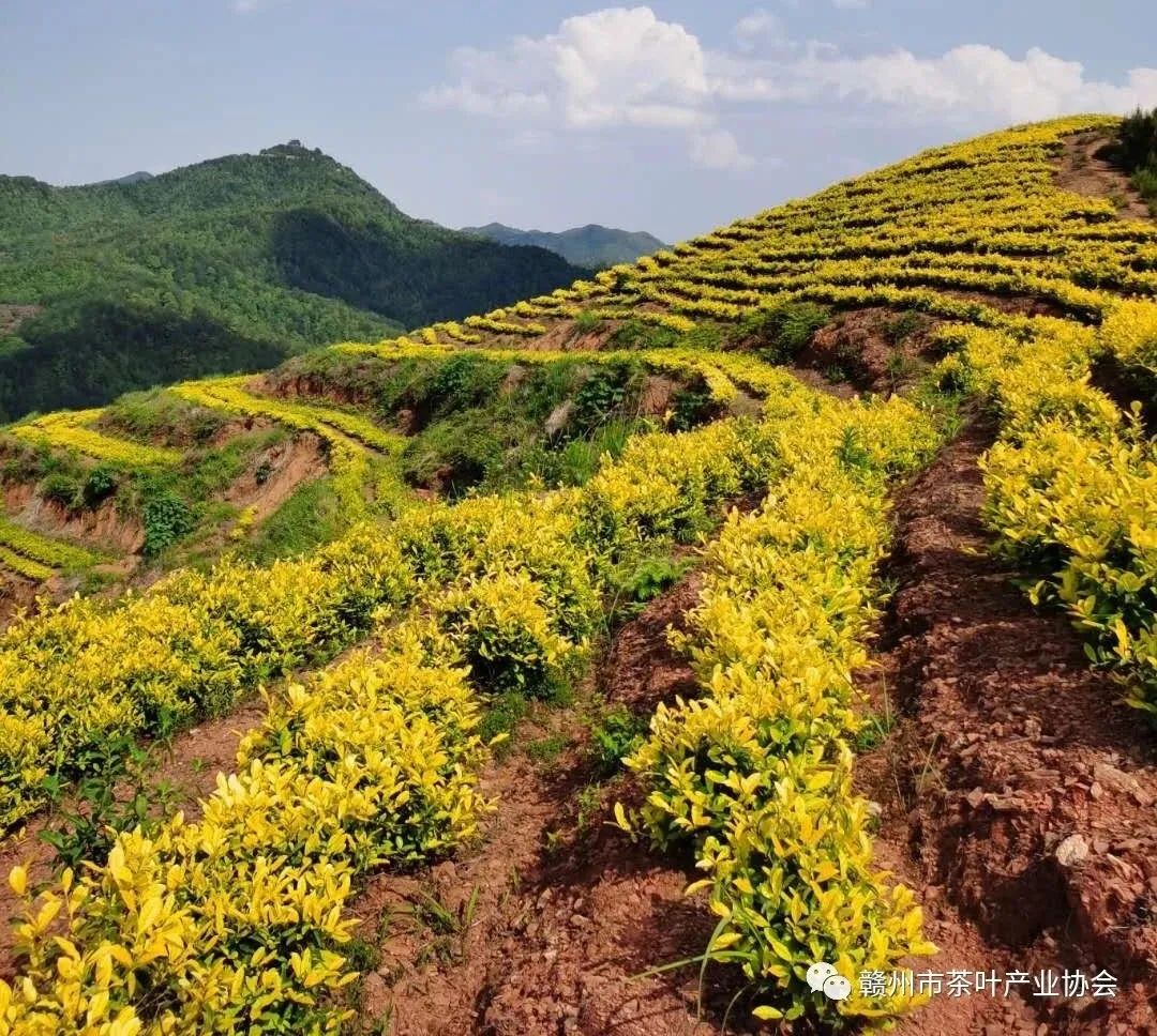 野生富硒茶多少钱一盒（野生富硒茶怎么卖）-硒宝网