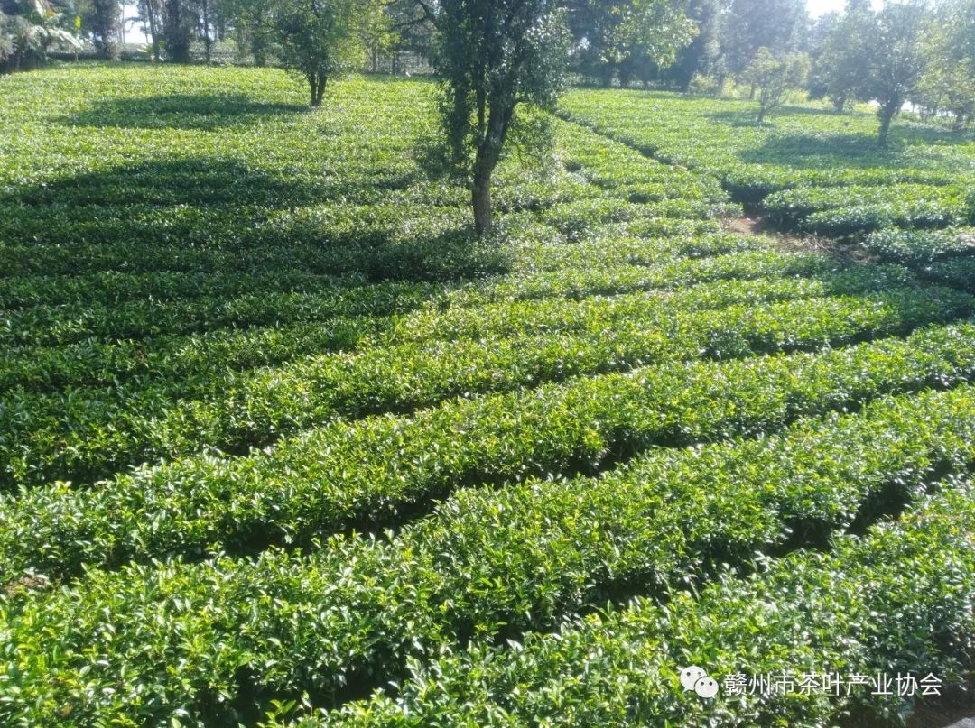 野生富硒茶多少钱一盒（野生富硒茶怎么卖）-硒宝网
