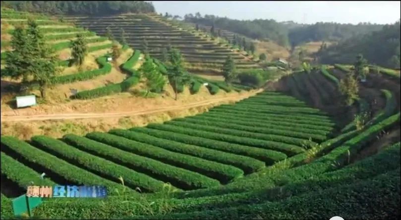 野生富硒茶多少钱一盒（野生富硒茶怎么卖）-硒宝网