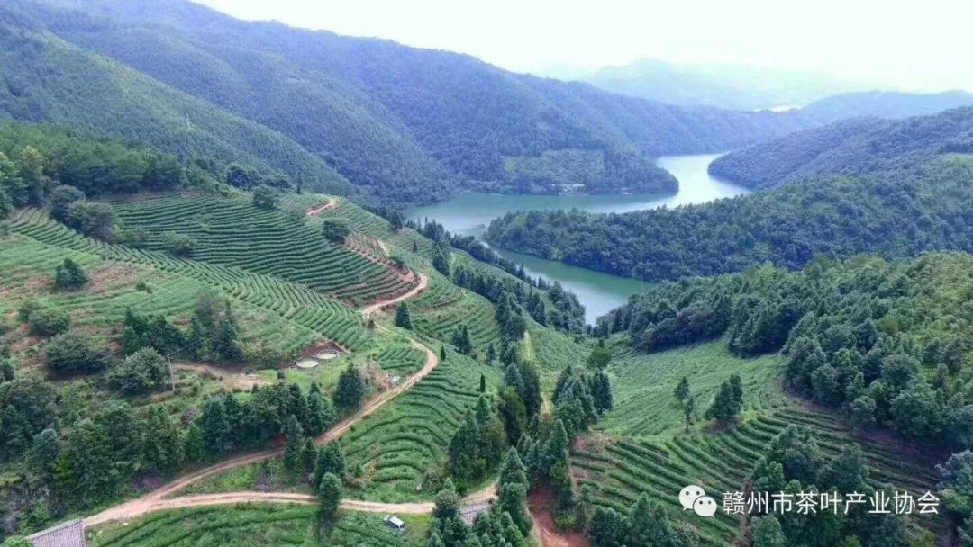 野生富硒茶多少钱一盒（野生富硒茶怎么卖）-硒宝网