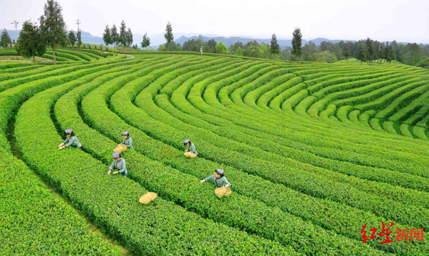 万源富硒茶生长在哪里（万源富硒茶叶）-硒宝网