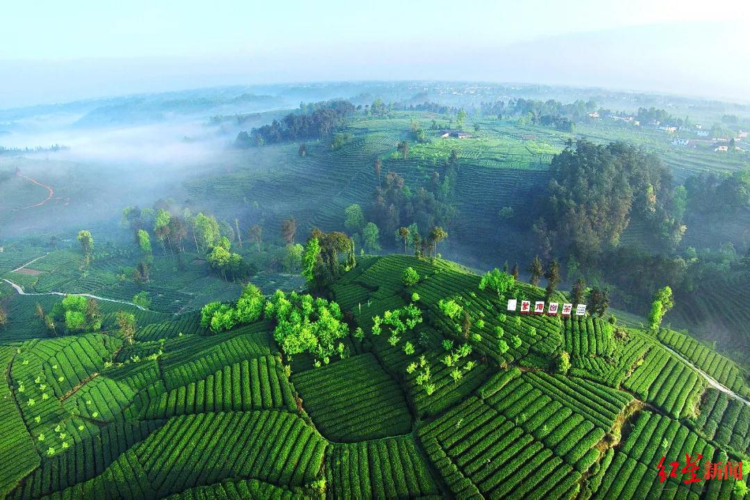 万源富硒茶生长在哪里（万源富硒茶叶）-硒宝网