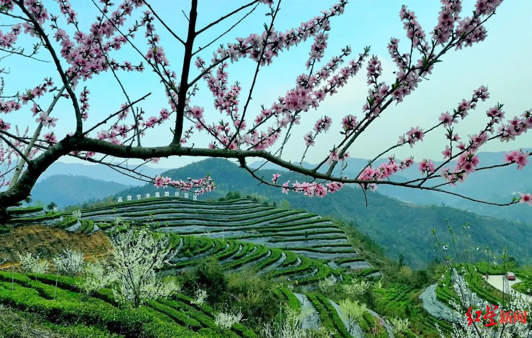 万源富硒茶生长在哪里（万源富硒茶叶）-硒宝网