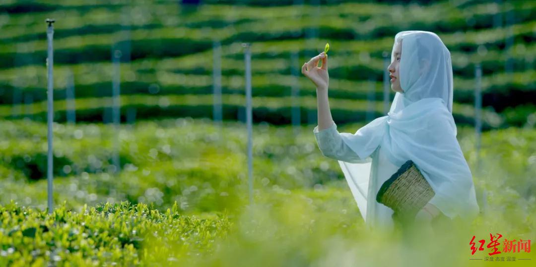 万源富硒茶生长在哪里（万源富硒茶叶）-硒宝网