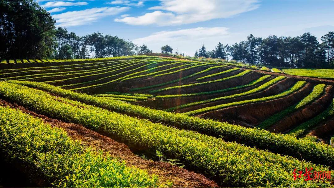 万源富硒茶生长在哪里（万源富硒茶叶）-硒宝网