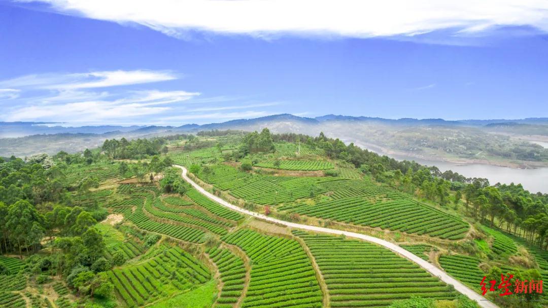 万源富硒茶生长在哪里（万源富硒茶叶）-硒宝网