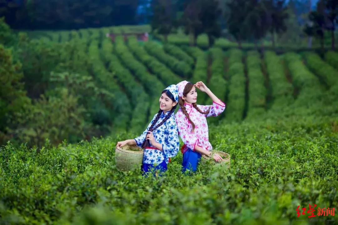万源富硒茶生长在哪里（万源富硒茶叶）-硒宝网