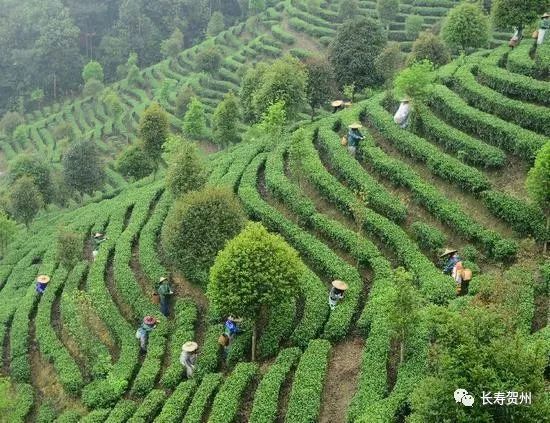 富硒茶富农家人民日报（富硒茶走廊）-硒宝网