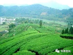 富硒茶富农家人民日报（富硒茶走廊）-硒宝网