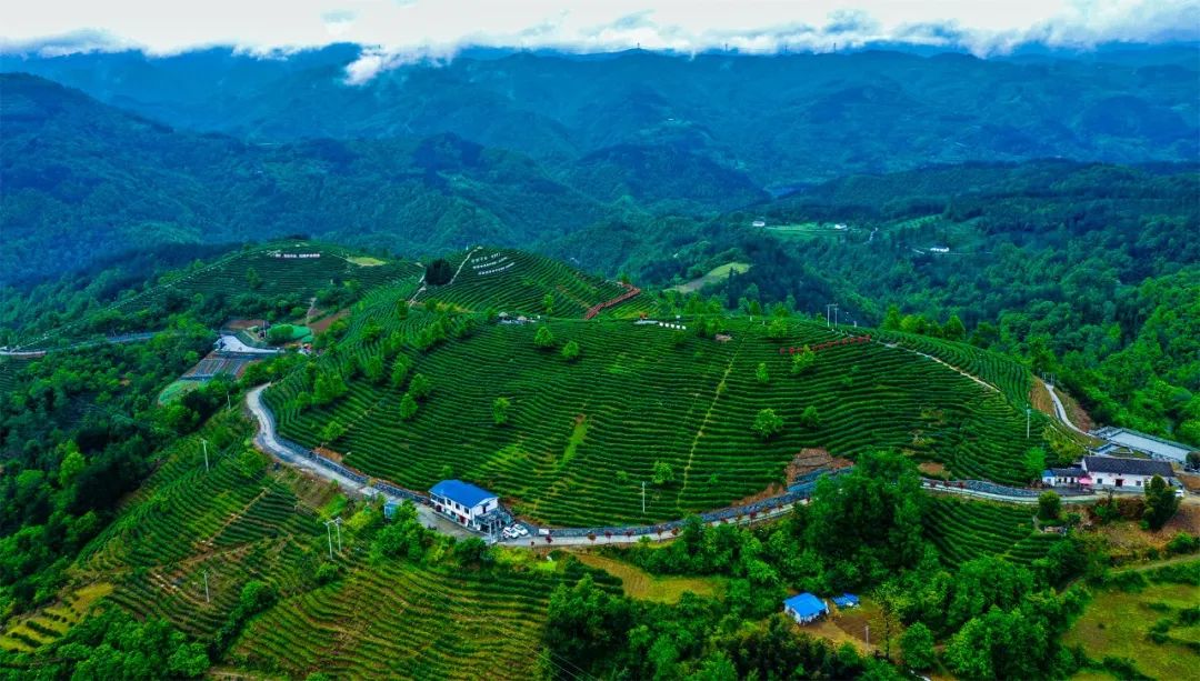 富硒茶富农家人民日报（富硒茶庄）-硒宝网