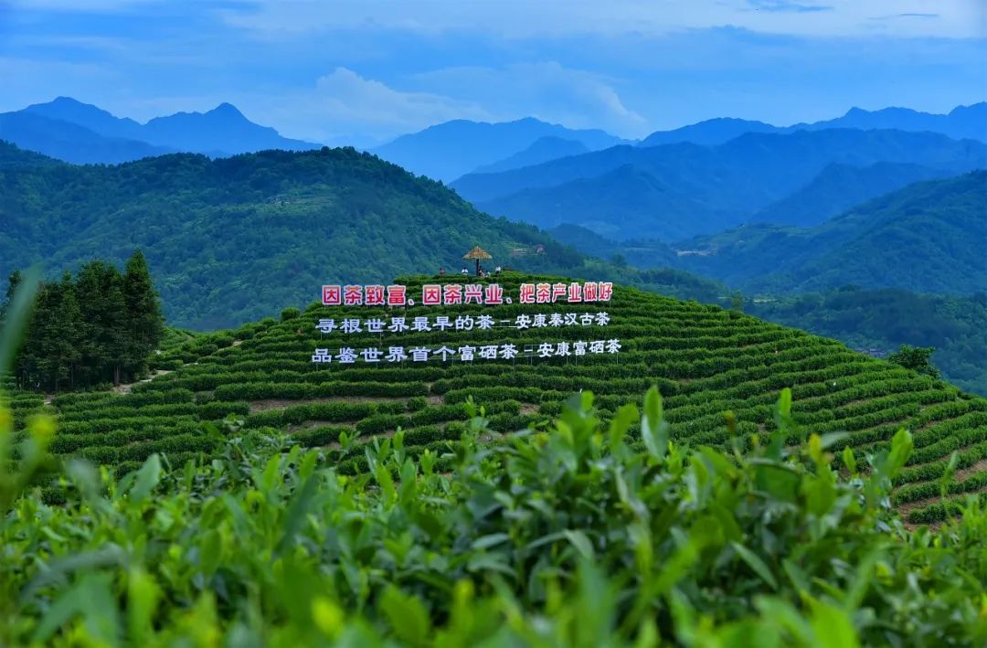 富硒茶富农家人民日报（富硒茶庄）-硒宝网