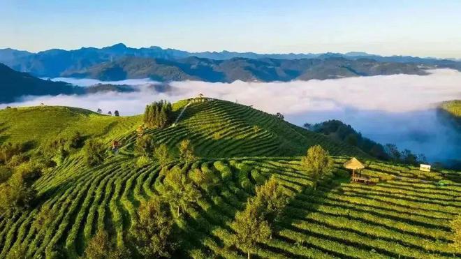 白河县有富硒茶吗知乎(白河茶园)-硒宝网