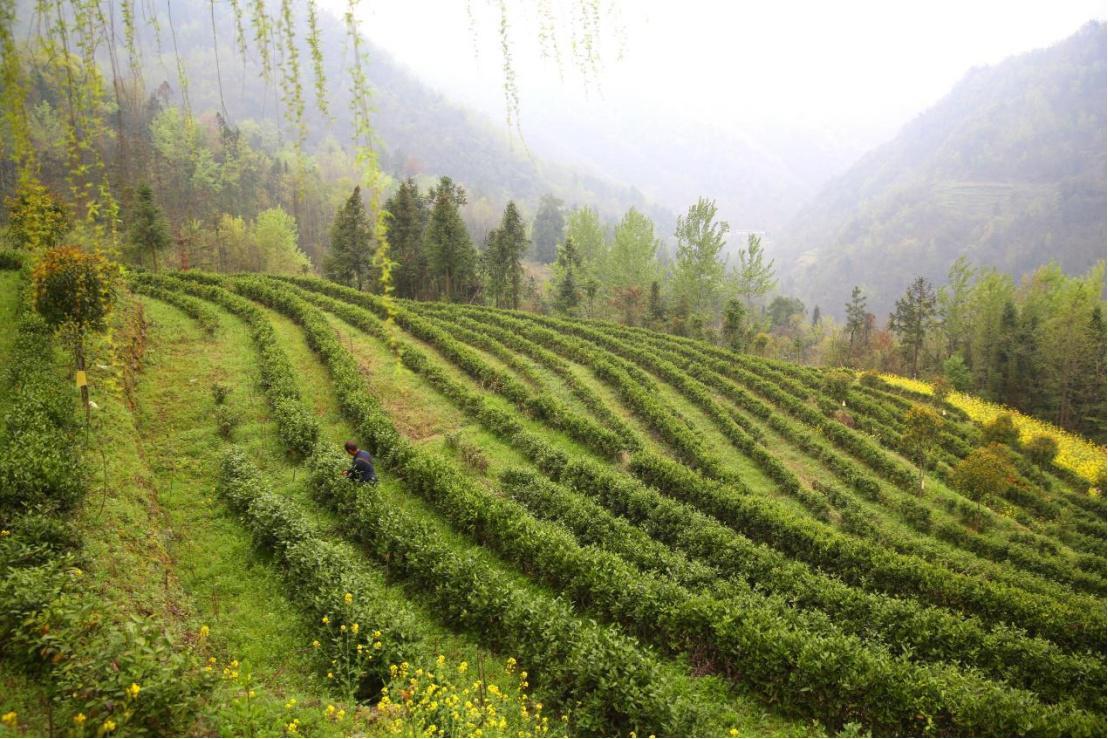 白河县有富硒茶吗知乎(白河茶园)-硒宝网
