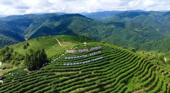 白河县有富硒茶吗知乎(白河茶园)-硒宝网