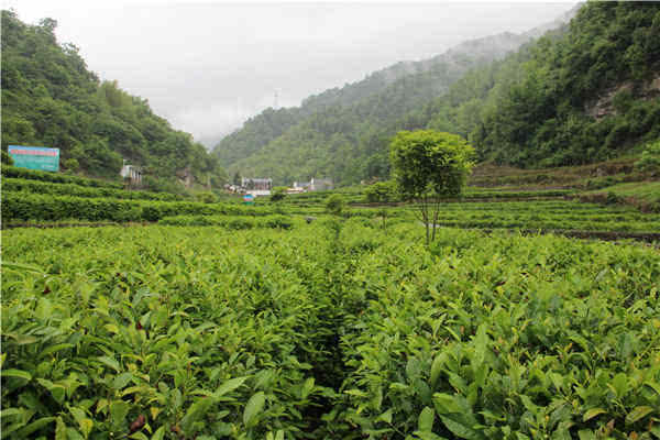 白河县有富硒茶吗知乎(白河茶园)-硒宝网