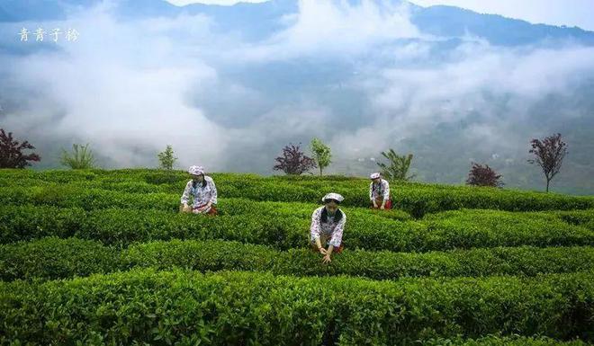 白河县有富硒茶吗知乎(白河茶园)-硒宝网